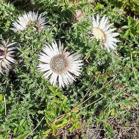 Дом отдыха Huesi Grengiols