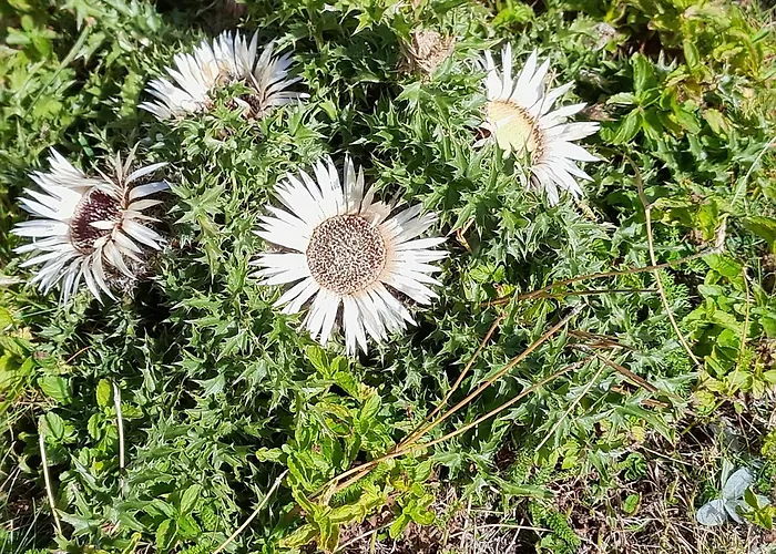 度假居 Huesi Grengiols